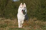SIBERIAN HUSKY 790
